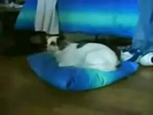 Pequeña peliculas xx ...